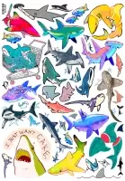������� ����� / Sharks