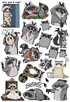   Funny Raccoons