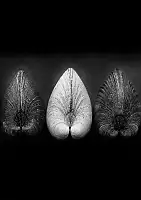   Black & White -   /   