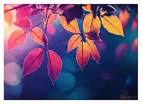 ������ �������� ������� ������