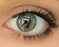     EDG Eye Free Colors Green