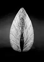������ ��� ��������� Black & White - ������ / ������ �� �����