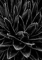    Black & White  /   