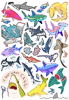   / Sharks