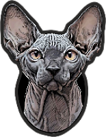   Sphynx cats 16-21