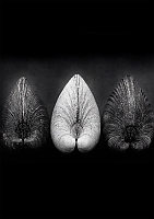    Black & White -   /   