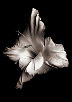    Black & White -  /   