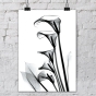     - X-Ray Flowers