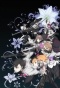   / Caligula [DVD]