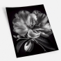     - Black & White Flowers