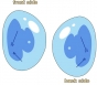  That Time I Got Reincarnated as a Slime PW71870