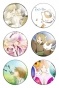    "Natsume Yuujinchou" No.3