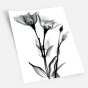     - X-Ray Flowers
