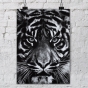    Untitled (Tiger Head 2) /   