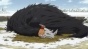     / Mahou Tsukai no Yome TV [HD]
