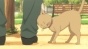    / Tanaka-kun wa Itsumo Kedaruge