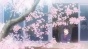   / Kuzu no Honkai