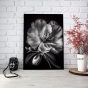     - Black & White Flowers