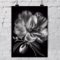     - Black & White Flowers