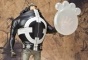 One Piece: Bartholomew Kuma Figuarts Zero Figure