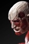 Ultimate Modeling Collection Figure "Attack on Titan" Colossal Titan