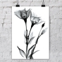     - X-Ray Flowers