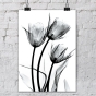     - X-Ray Flowers